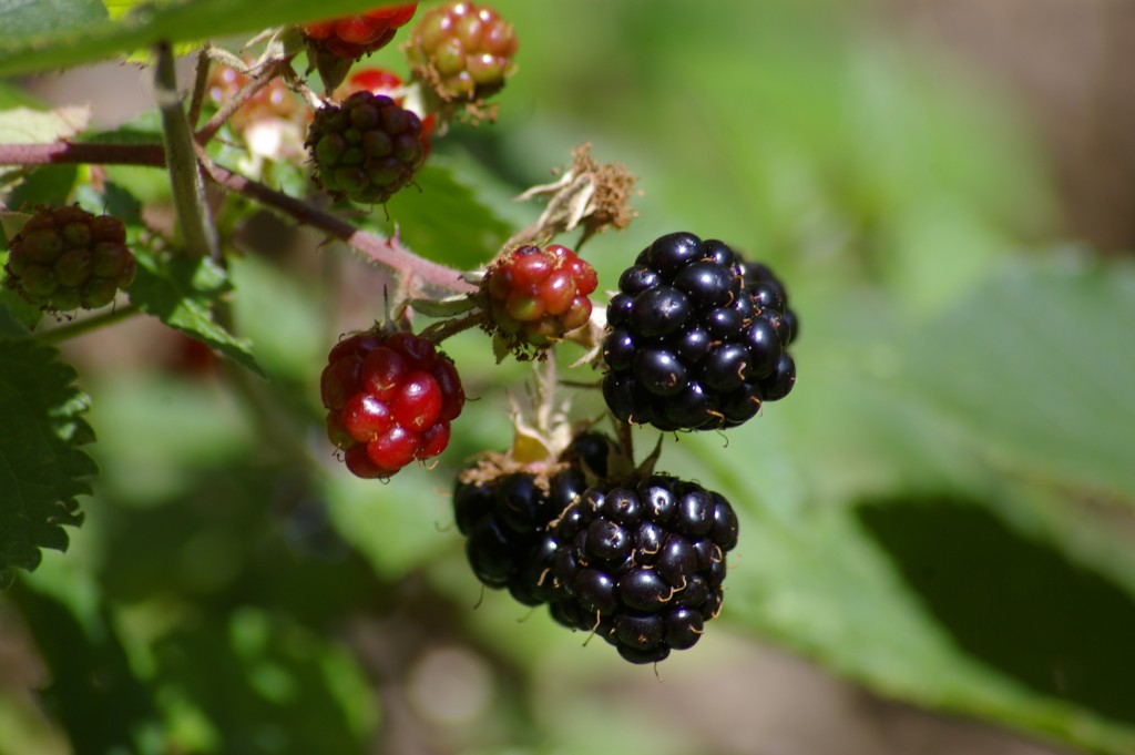 Brombeere_kleinwiki